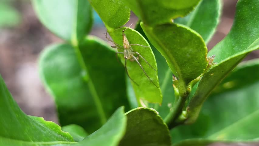 Green lynx spider camouflaged on a vibrant lime tree leaf.