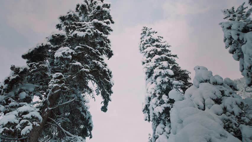Snow covered pine trees in winter forest landscape video