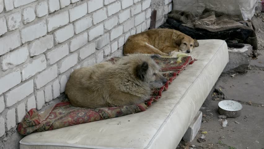 Two homeless dogs sleep on a dirty old mattress next to a white brick wall. Static shot captures a scene of poverty, neglect, and animal homelessness.