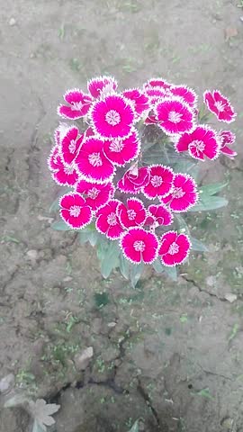 Pink and white colored dianthus flowers blooming in the lap of nature.