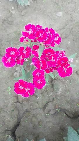 Red colored dianthus flowers blooming in the lap of nature.
