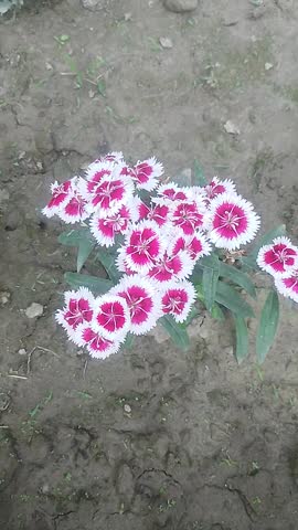 Red and white colored dianthus flowers blooming in the lap of nature.