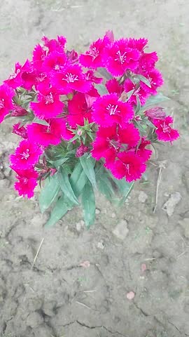 Red colored dianthus flowers blooming in the lap of nature.