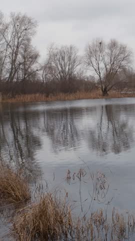 Calm autumn lake landscape with reed beds and still water reflecting trees and houses under an overcast sky. Quiet rural waterside scene, natural colors, peaceful mood, wetland environment.