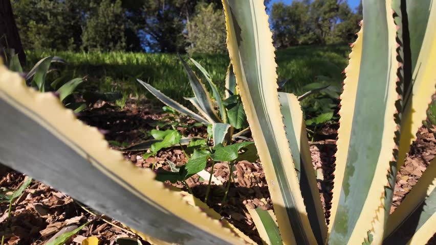 Observing a Large Agave Americana Plant