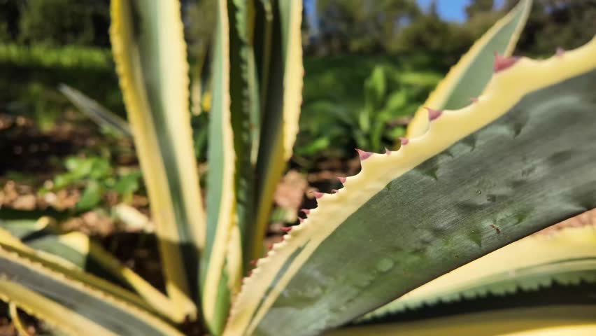 Agave Americana Succulent Plant Closeup