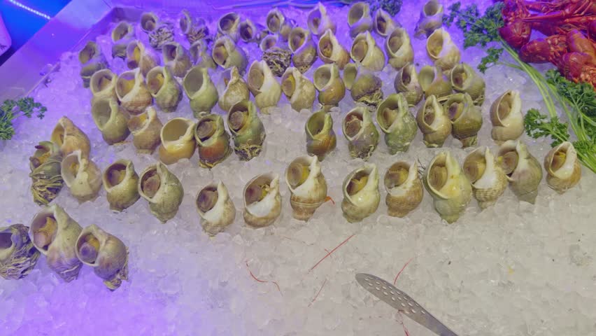 Cooked sea snails or bulots arranged on crushed ice. Fresh seafood platter displayed in a restaurant or fishmonger. Ideal for gastronomy and catering concepts