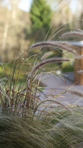 Close up shows tall ornamental grass with feathery plumes bending in wind before a modern glass and wood garden room, with birch trunks and conifer forms soft in bokeh