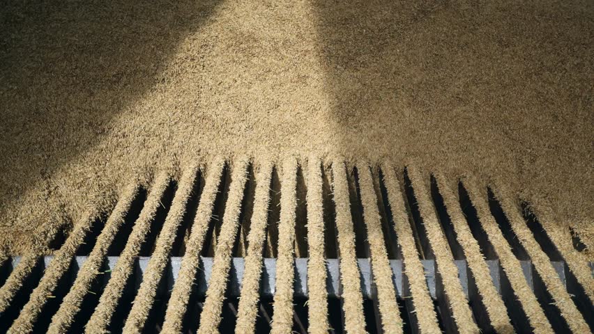 Top down close up shows wheat flowing over metal slats on combine header. Title in description. Neat rows of straw covered tines and deep dark gaps are visible.
