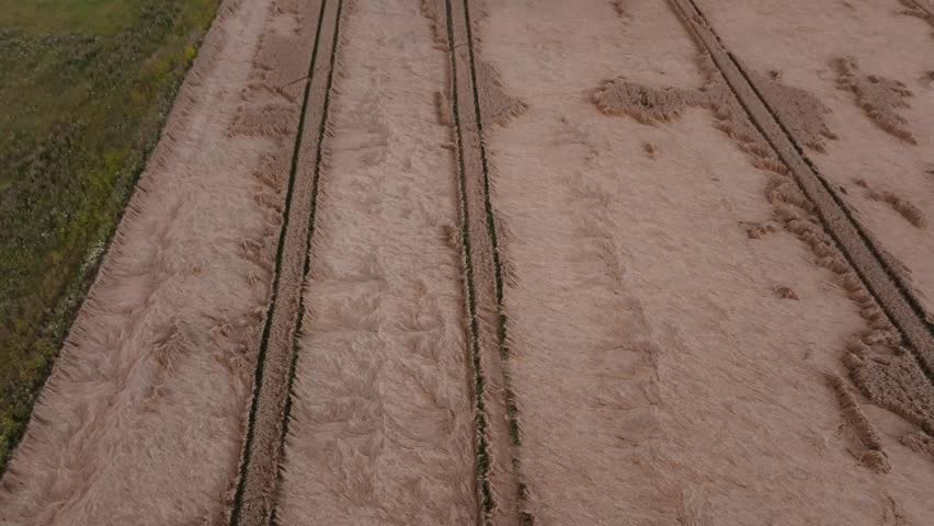 Aerial view of wheat fields with tracks and flattened patches. Rural farmland shows hedge line at left, late summer ripened stalks, warm tones, and drone framing.