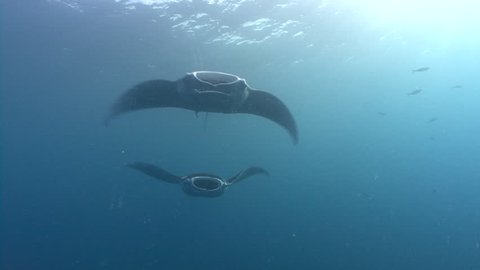 Two Manta Rays swim to Camera 
