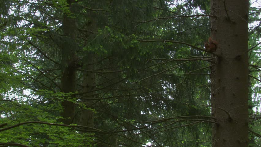 squirrel sitting on a tree branch and gnawing on a pine cone