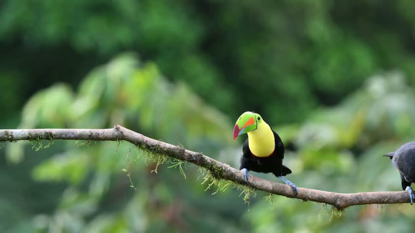 Ramphastos sulfuratus, The keel-billed toucan, known as sulfur-breasted toucan