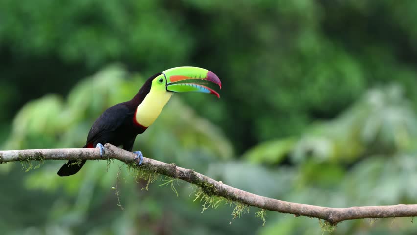 Ramphastos sulfuratus, The keel-billed toucan, known as sulfur-breasted toucan