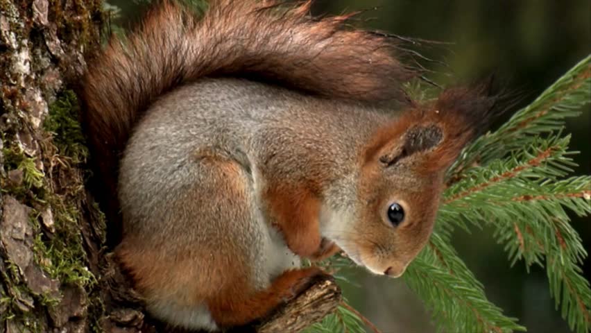 A close up red squirrel siting on a branch of tree