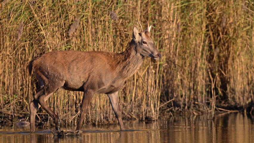 Large red deer stag with antlers wades in shallow wetland surrounded by reeds during sunset in warm orange light.