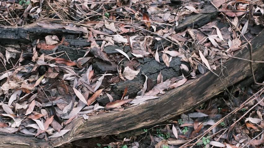 Rotting Fallen Tree Trunks with Dry Leaves in Forest, Natural Woodland Decay, Old Wood Texture and Organic Background