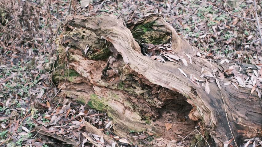 Rotting Fallen Tree Trunks with Dry Leaves in Forest, Natural Woodland Decay, Old Wood Texture and Organic Background