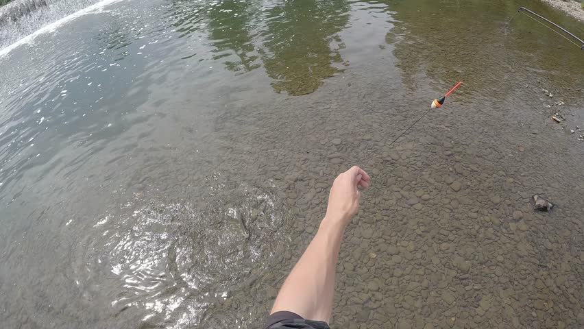 Close Up of Angler Hands Releasing European Chub Fish Squalius Cephalus into Clear River Water Catch and Release Ethical Fishing Concept with Pebble Bottom Nature Conservation Theme