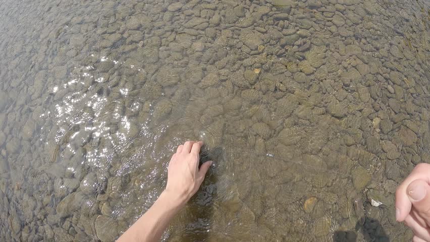 Close Up of Angler Hands Releasing European Chub Fish Squalius Cephalus into Clear River Water Catch and Release Ethical Fishing Concept with Pebble Bottom Nature Conservation Theme