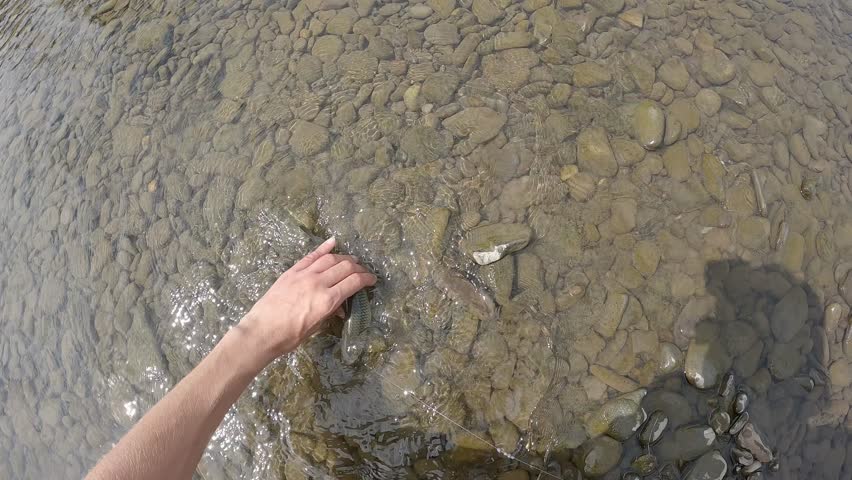 Close Up of Angler Hands Releasing European Chub Fish Squalius Cephalus into Clear River Water Catch and Release Ethical Fishing Concept with Pebble Bottom Nature Conservation Theme
