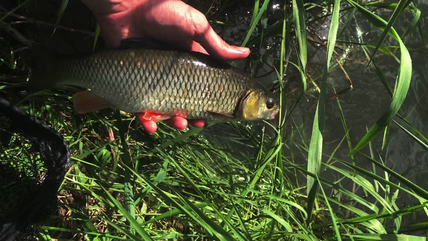 POV Fisherman Hands Releasing European Chub Fish into River, Catch and Release Angling, Freshwater Fishing Hobby, Nature Wildlife Conservation, Slippery Fish Swimming Away, Vertical 9:16 Video