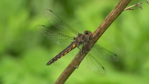 A teneral female Common Baskettail (Epitheca cynosura) dragonfly dries its wings while perching on vegetation.