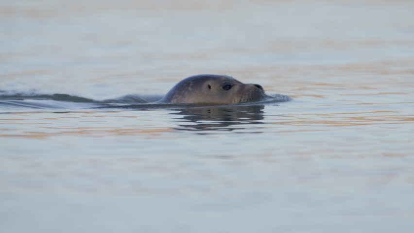 Harbor seal swims by water surface and makes eye contact, slomo