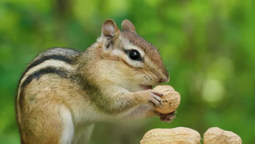 A cute wild Eastern chipmunk sits on a log holding a large peanut
