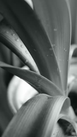 Black-and-white close-up of a houseplant leaf with water droplets. Soft light, shallow depth, and natural texture create a calm, minimalistic indoor botanical scene.