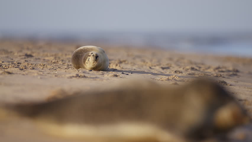 Harbor seals move around and make noise in sunlight on sand beach