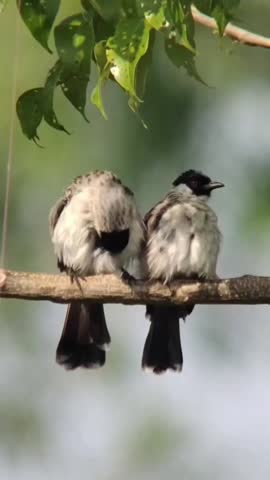 Bird finch, flying, animals, wildlife, jungle, two.