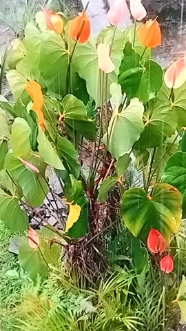 the sound of heavy rain splashing on beautiful flowers accompanied by the sound of lightning striking