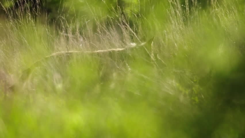 Wolf walking in tall grass, slow motion.