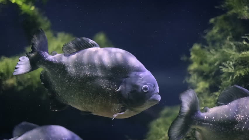 Piranha in a fish tank, slow motion.
