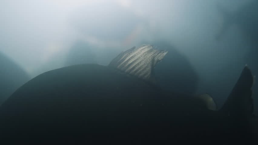 Fish tank with school of piranhas.