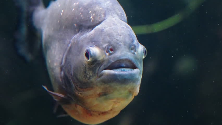 Front view of piranhas head - close-up.