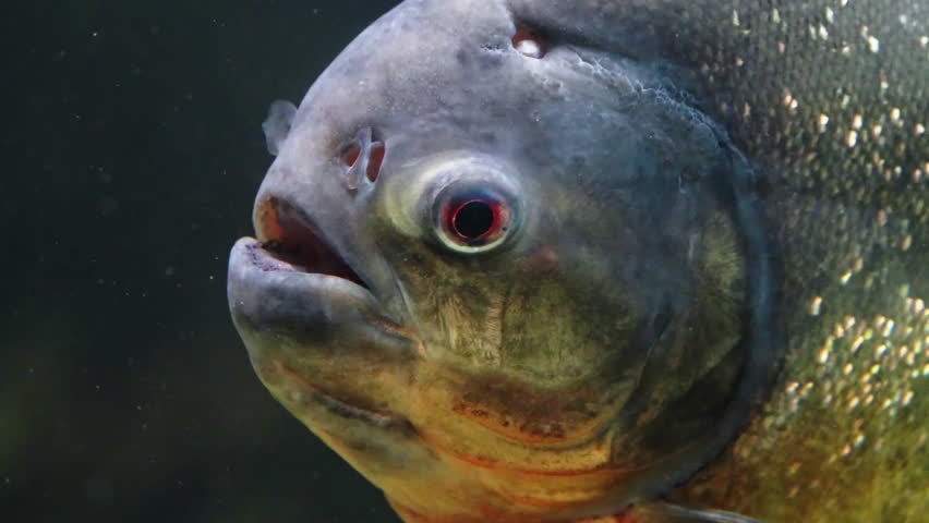 Side view of piranhas head - close-up.