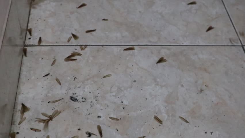 termite alates (flying termites) in a nuptial flight in a night in a rainy season, the reproductive swarming of the flying termites at a yard of a house in a rural area in Java, Indonesia, shed wings from the termite alates on the floor