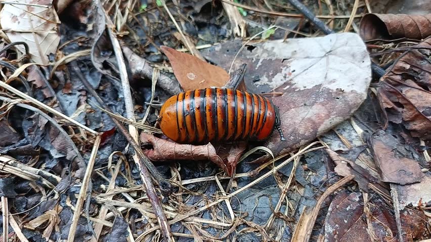This is a Wood Cockroach Nymph . a common species of forest-dwelling cockroach found in rotting wood and leaf litter. he is a shy animal what when touched or teased will hide themselves .Unlike household cockroaches, this species is clean, non-invasive and harmless.