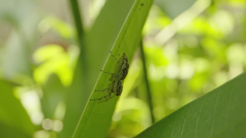 Jumping Spider Leaping Onto Another Leaf