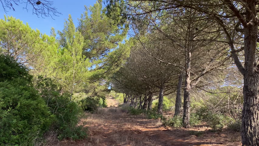Quiet forest trail surrounded by Mediterranean pines and dry undergrowth