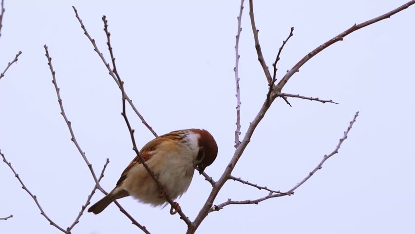 Close-up video of a house sparrow perched outdoors, showing natural bird behavior in daylight. Wildlife scene with realistic movement and authentic nature detail.