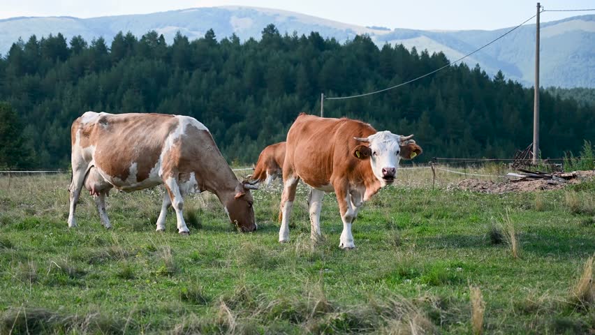 Cows grazing grass on the field. Farm. Cows on pasture. 