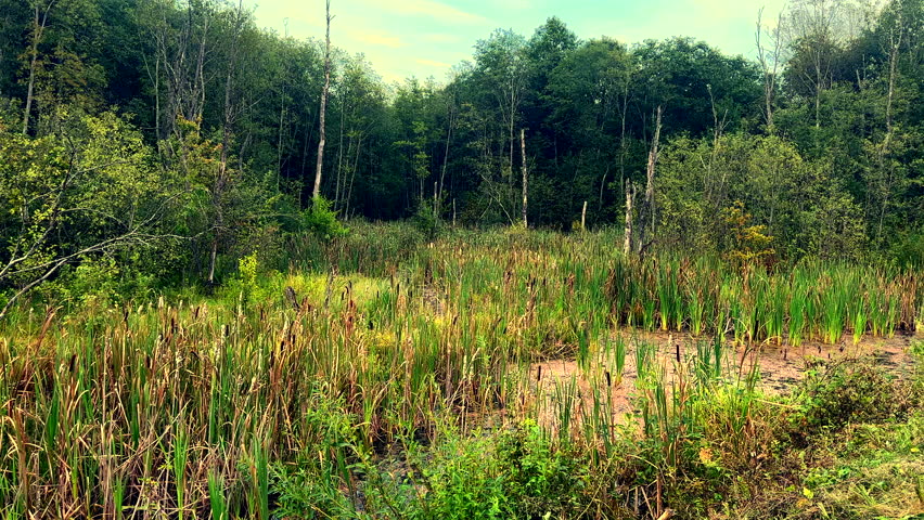 Lake Swamp. Wild mire with lake in forest. East European swamps and Peat Bogs. Ecological reserve in wildlife. Marshland with green trees and grass. Swampy land, wetland, marsh, bog. Old wildl river.