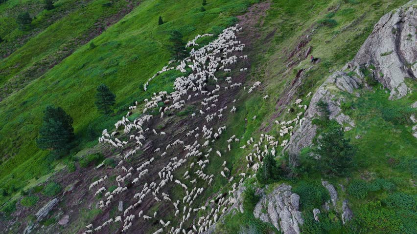 Vast flock of sheep moving across a steep, verdant mountainside. Aerial perspective showing the livestock grazing in a remote, rocky landscape
