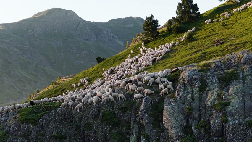 Large herd of sheep following a shepherd on a steep, grassy mountainside. Livestock grazing and moving along a rocky alpine pasture at sunset