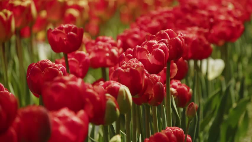 Red Tulips Bloom Gracefully In A Sunny Halifax Nova Scotia Canada Garden With Vivid Petals Fresh Green Leaves Gentle Spring Light Creating A Stunning Floral Landscape And Peaceful Outdoor Atmosphere