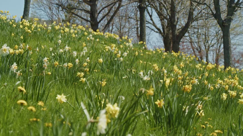 Macro View Of A Flower Record Daffodil With Yellow Petals And Orange Cup Fresh From Morning Dew,Growing In A Bright Spring Garden Meadow In Halifax Nova Scotia Canada With Blurred Narcissus Background