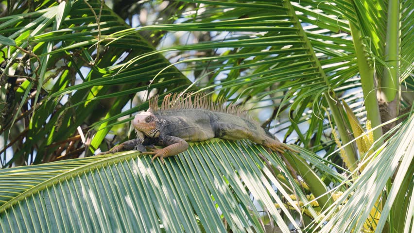Wild green iguana resting on a vibrant palm tree leaf. Tropical reptile basking in the sun in its natural jungle habitat in costa rica